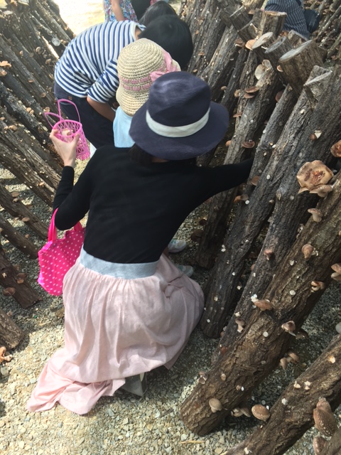 JAF割引でしいたけ狩りへ行こう