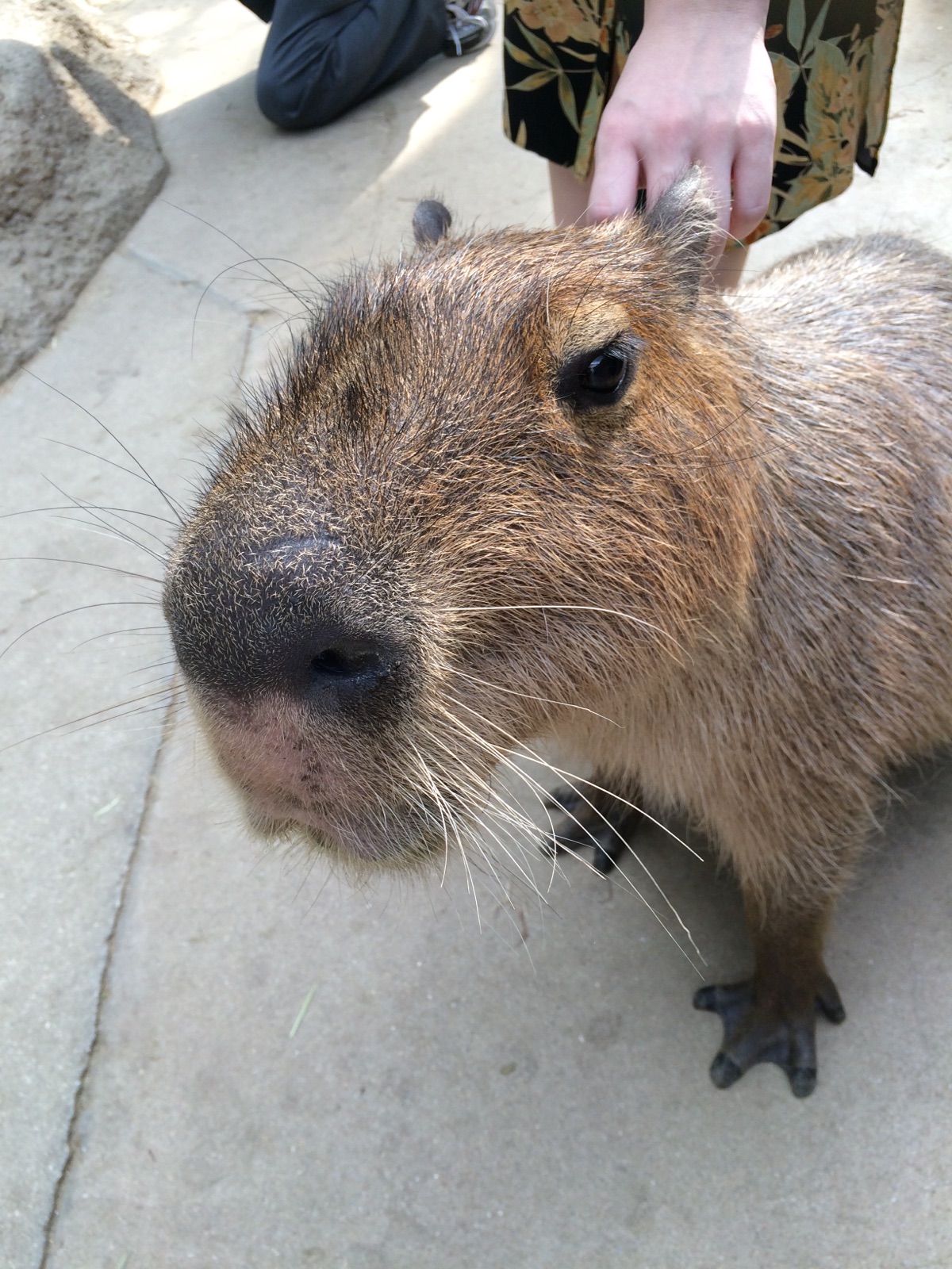 神戸動物王国