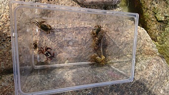 カニ釣り(*^_^*)