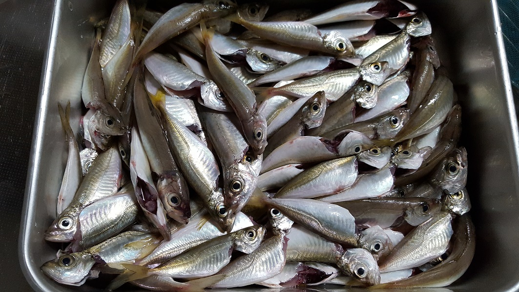 サビキ釣り(*^_^*)