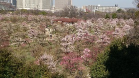 梅を見に行きました