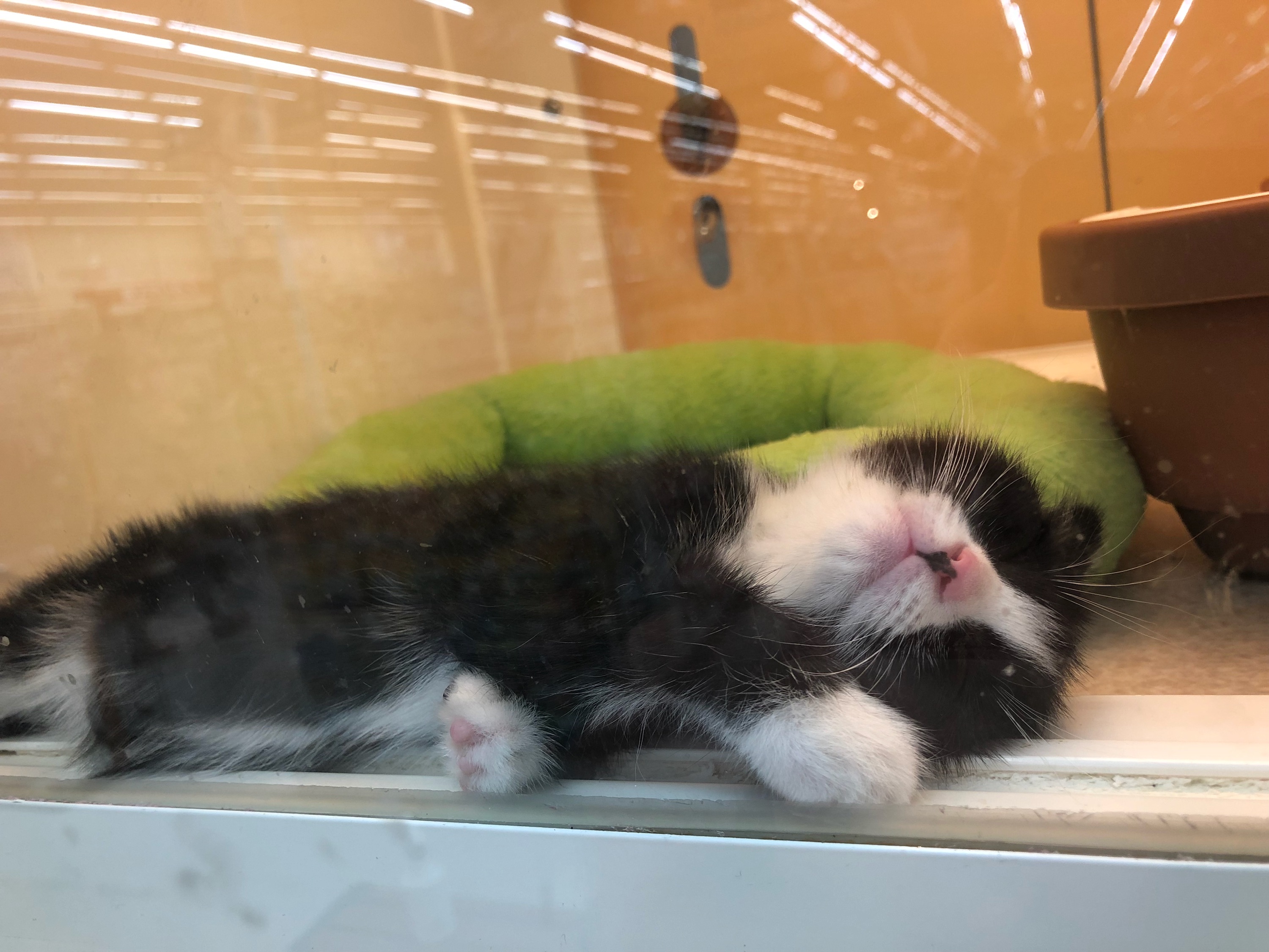 The cat is very cute. 