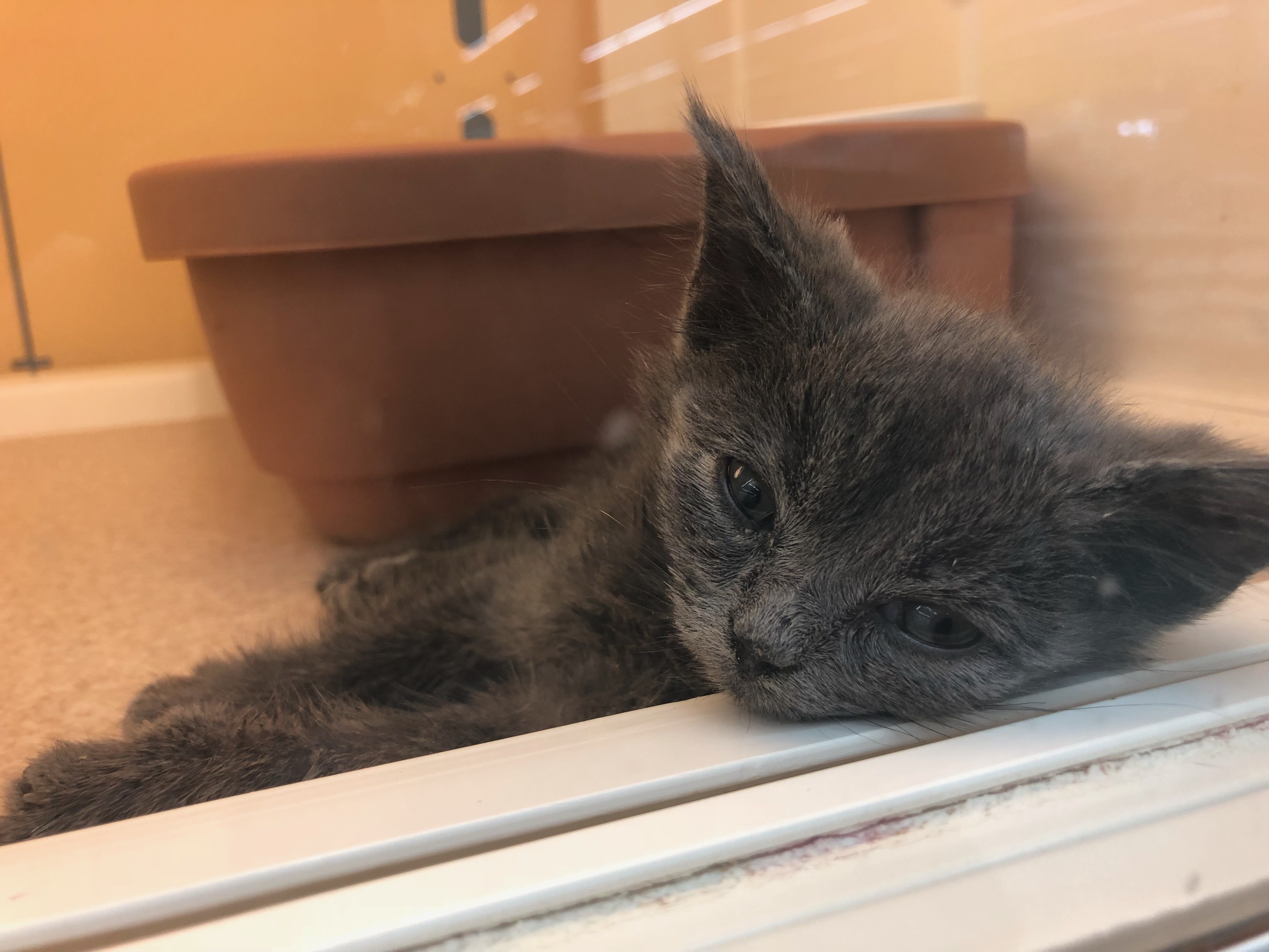 The cat is very cute. 