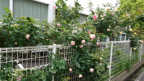 プジョー西宮で咲いたバラ♪