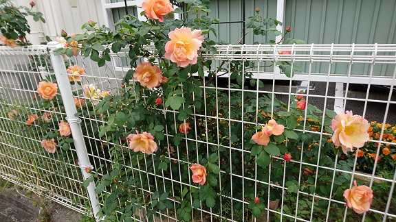 プジョー西宮で咲いたバラ♪