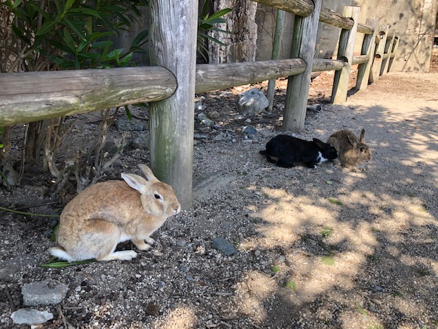 うさぎの島へ行って来ました
