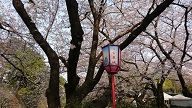 春ですね♪ その②