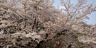 春ですね♪ その②
