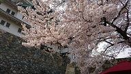 春ですね♪ その②