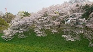 春ですね♪ その②