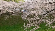 春ですね♪ その②