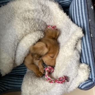 家に帰ると・・・ワンちゃんがいた　笑