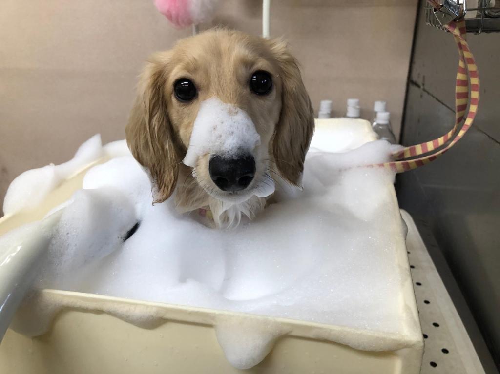 ワンちゃん第二弾　炭酸バブル堪能