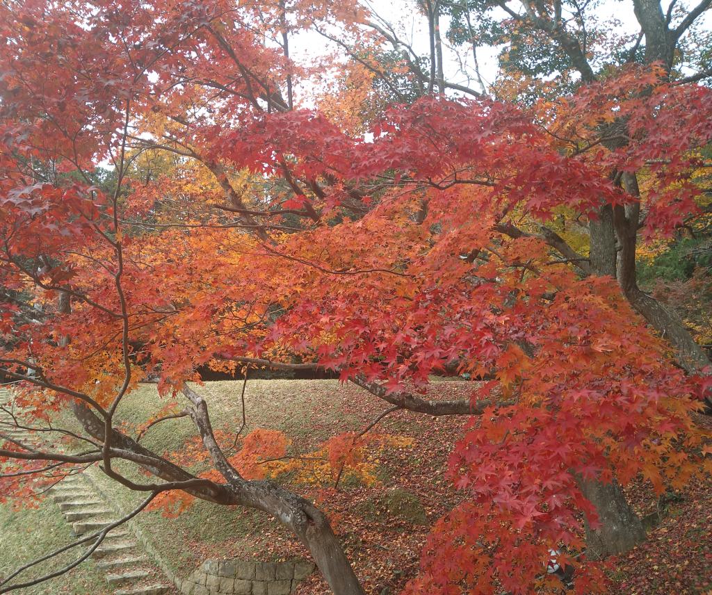 紅葉狩り