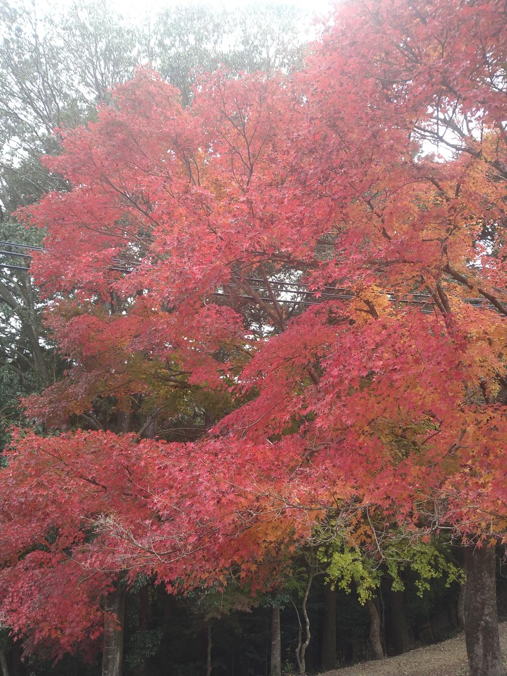 紅葉狩り