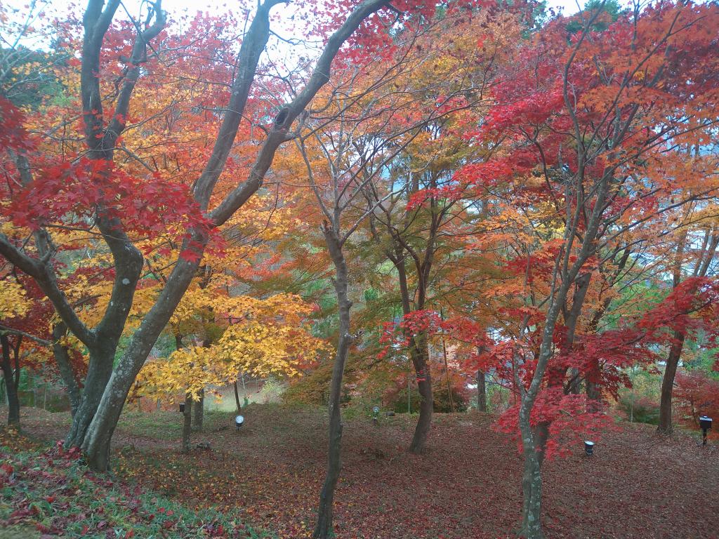 紅葉狩り