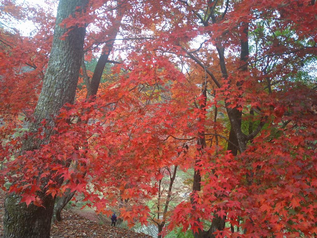 紅葉狩り