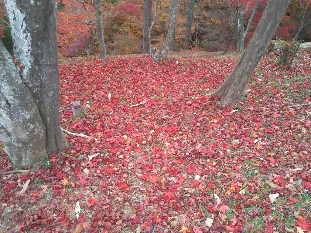 紅葉狩り