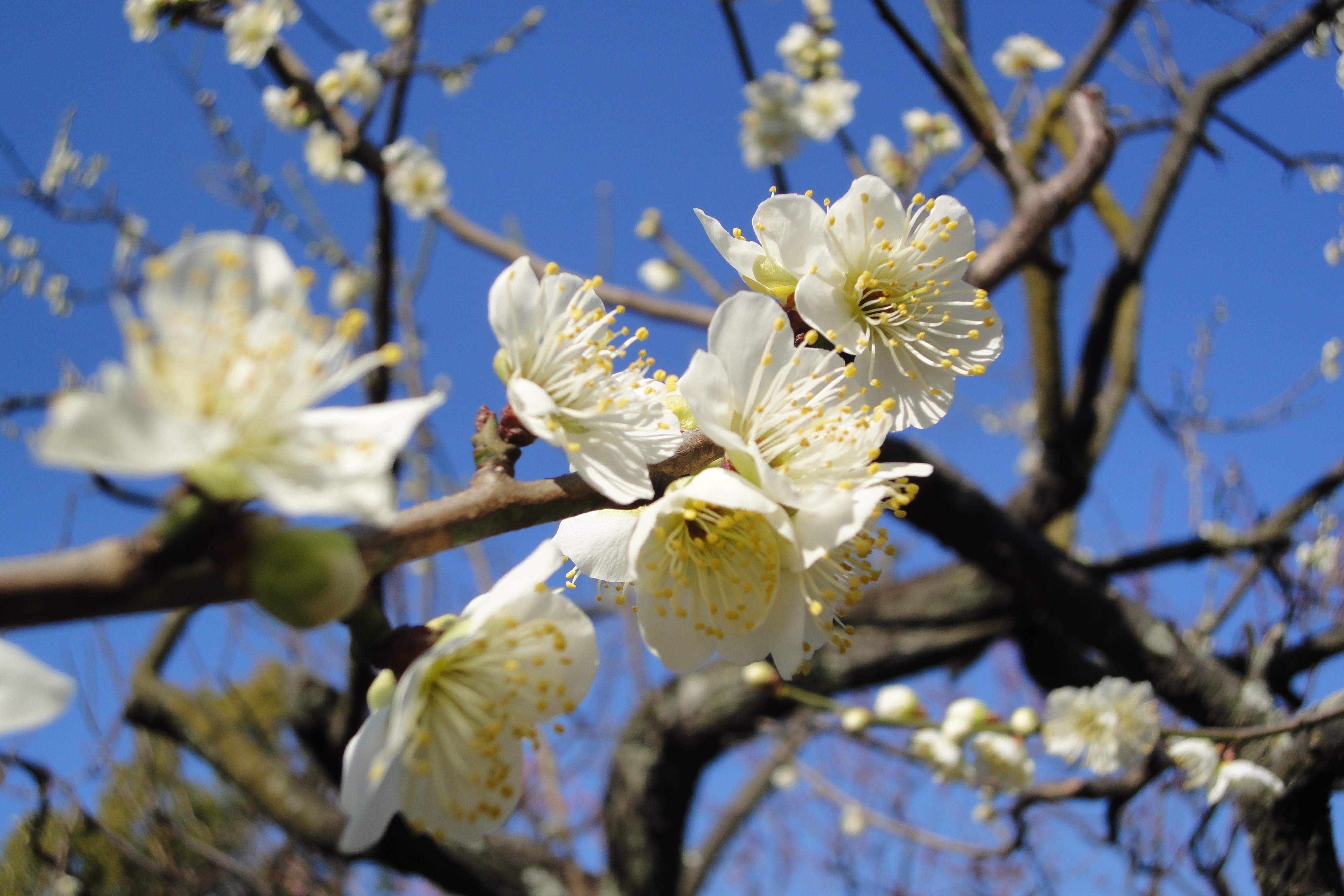 今日から３月ですね