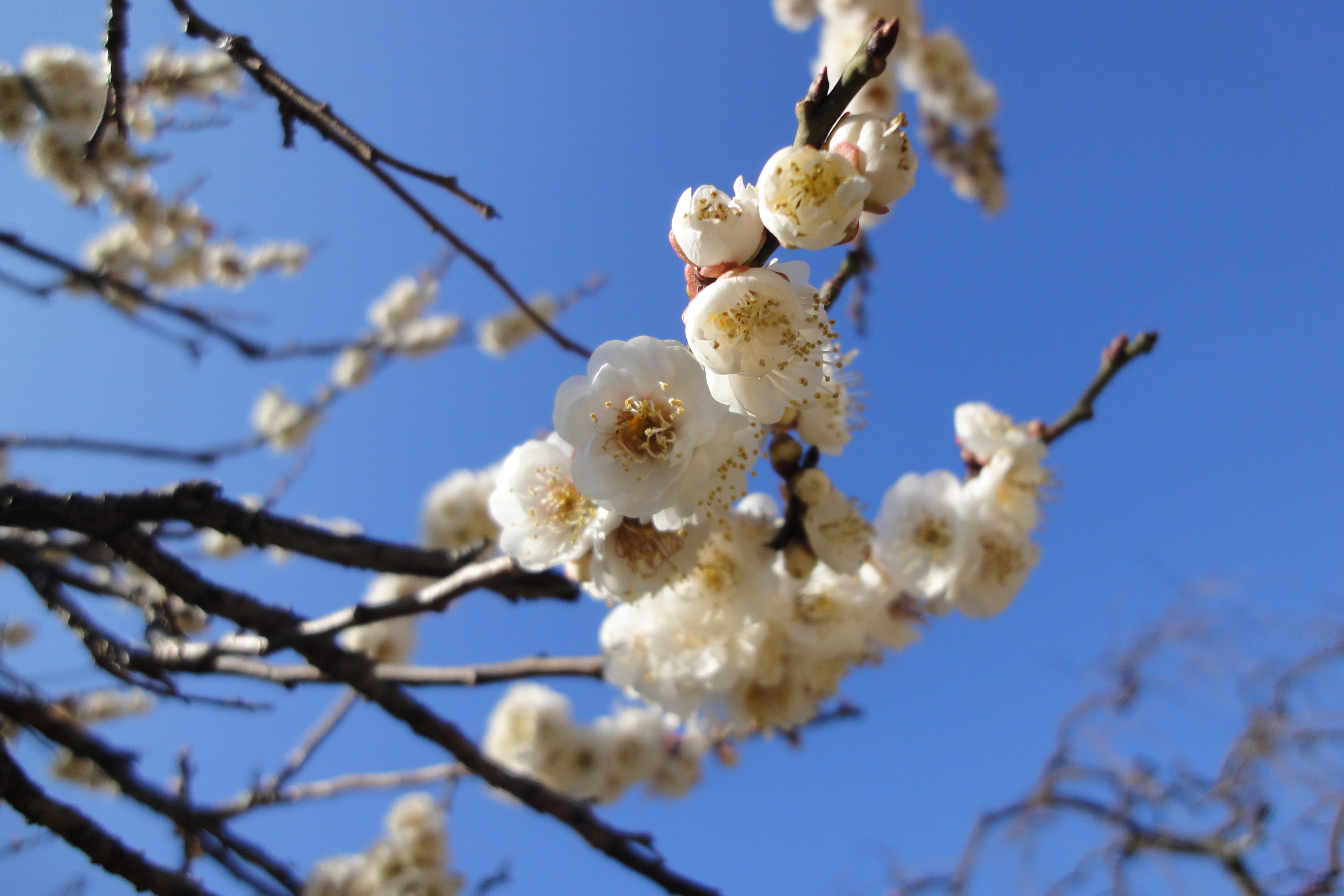 今日から３月ですね