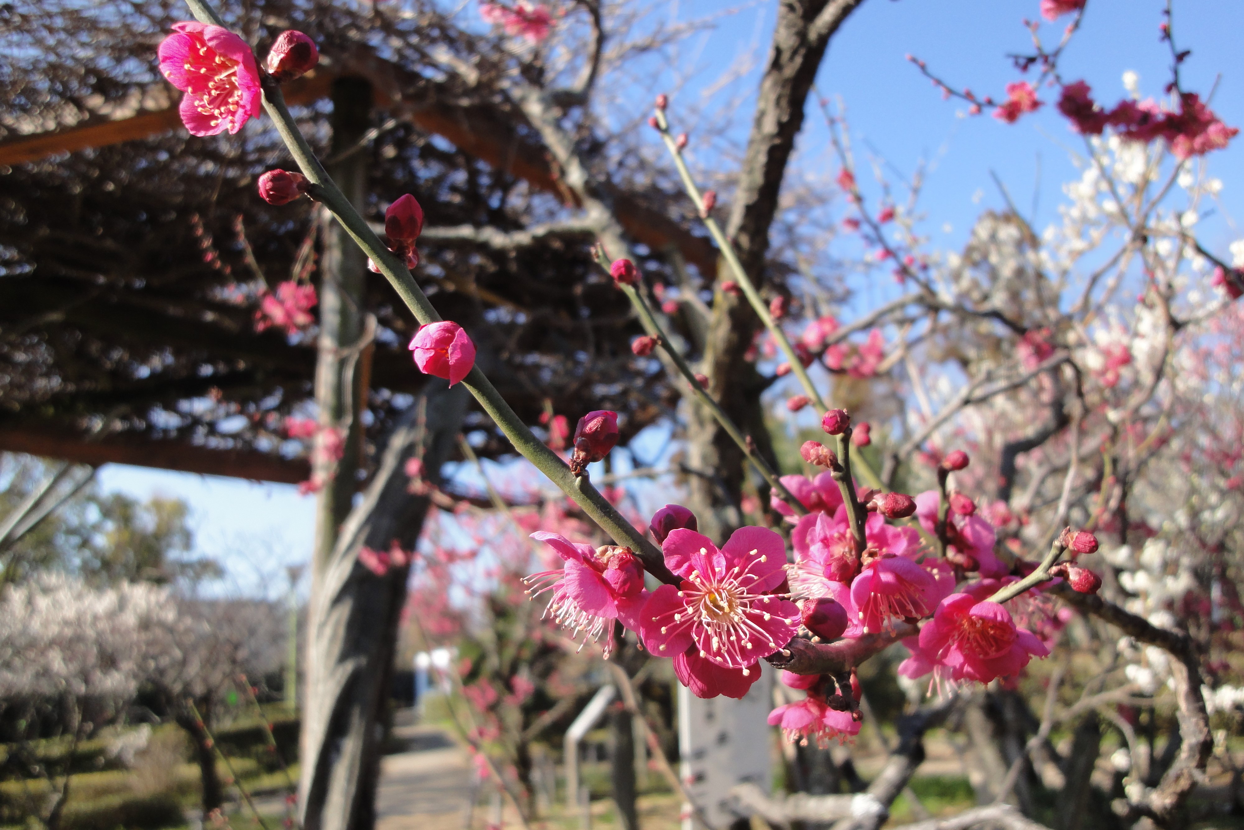 今日から３月ですね