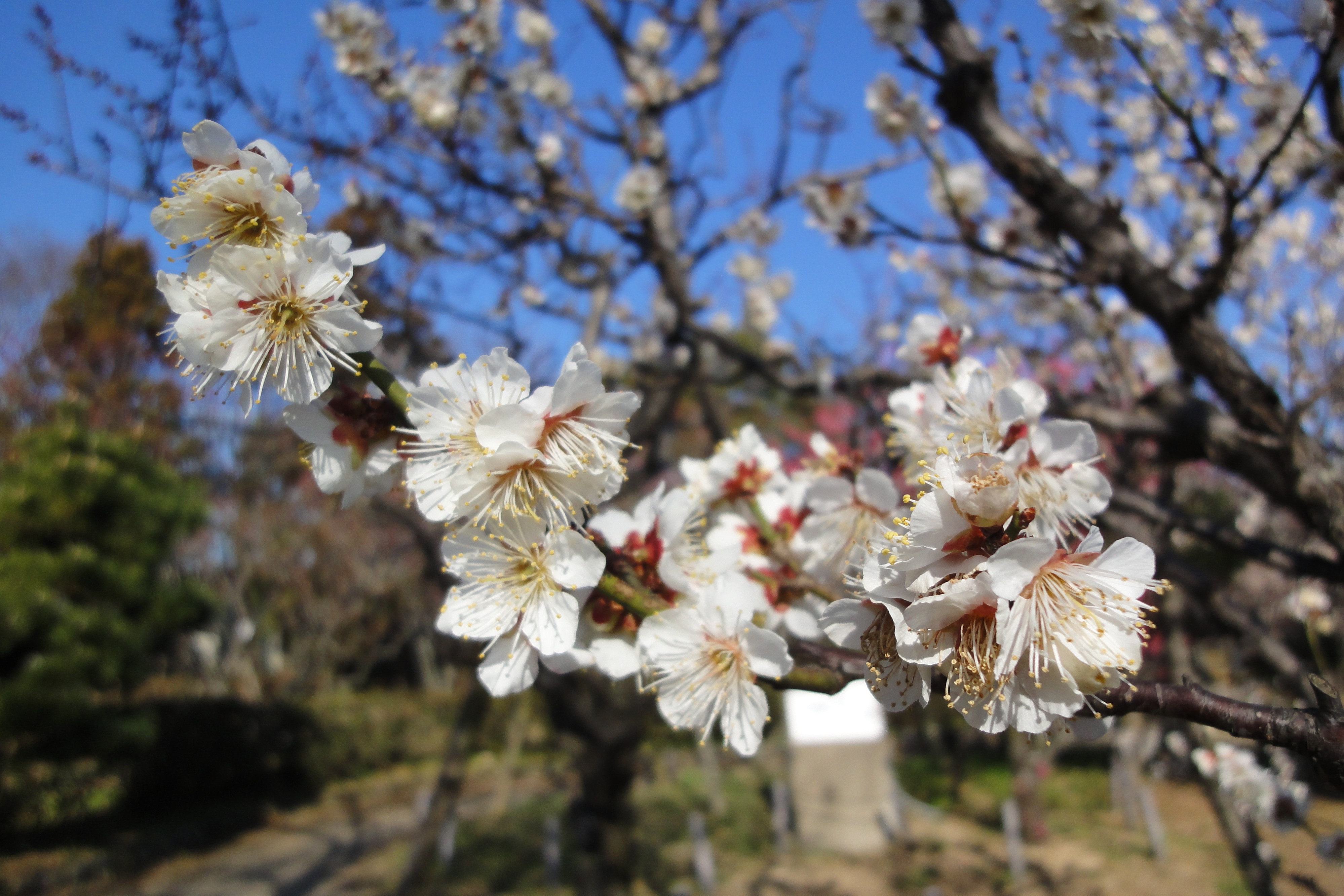 今日から３月ですね