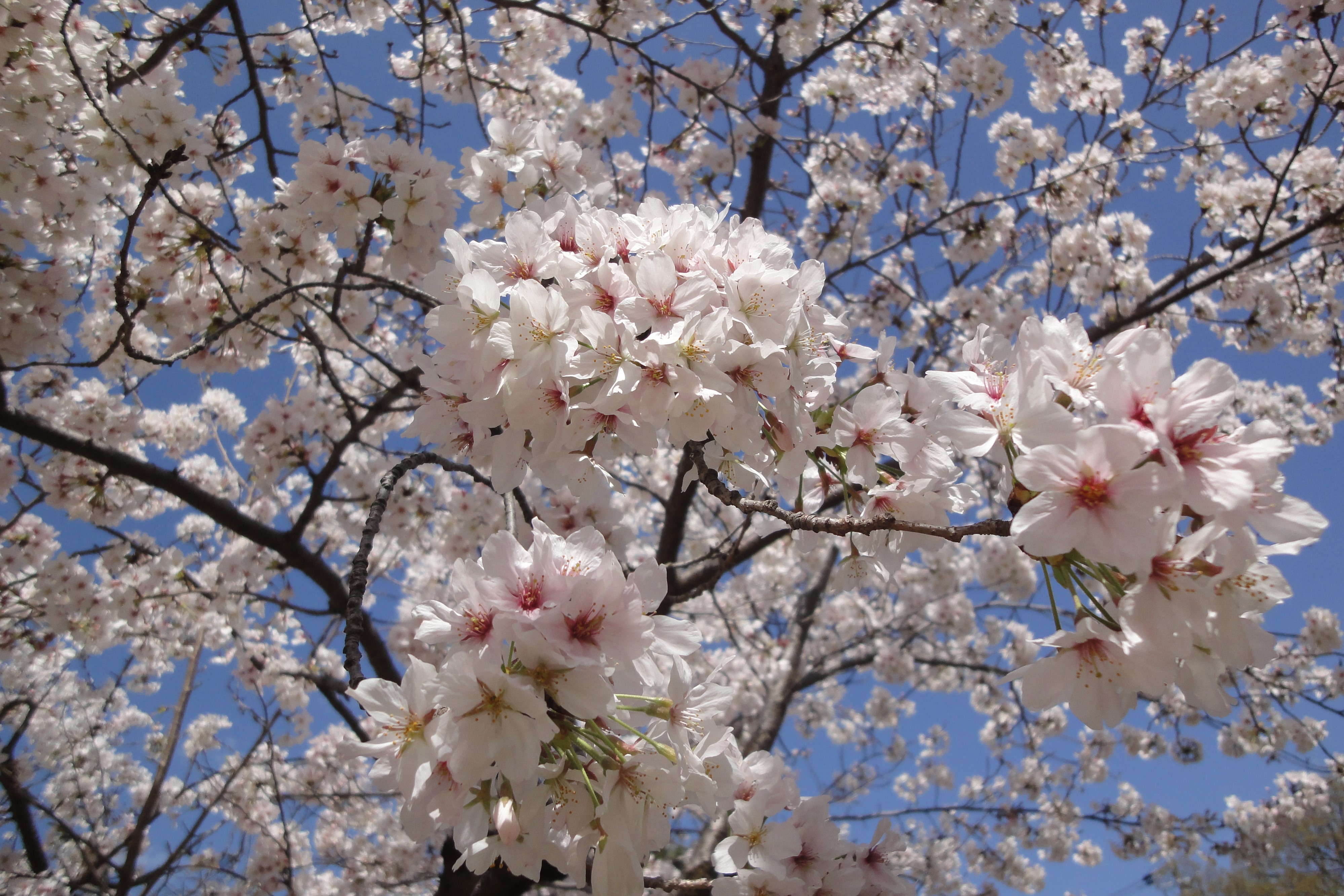 新年度、桜