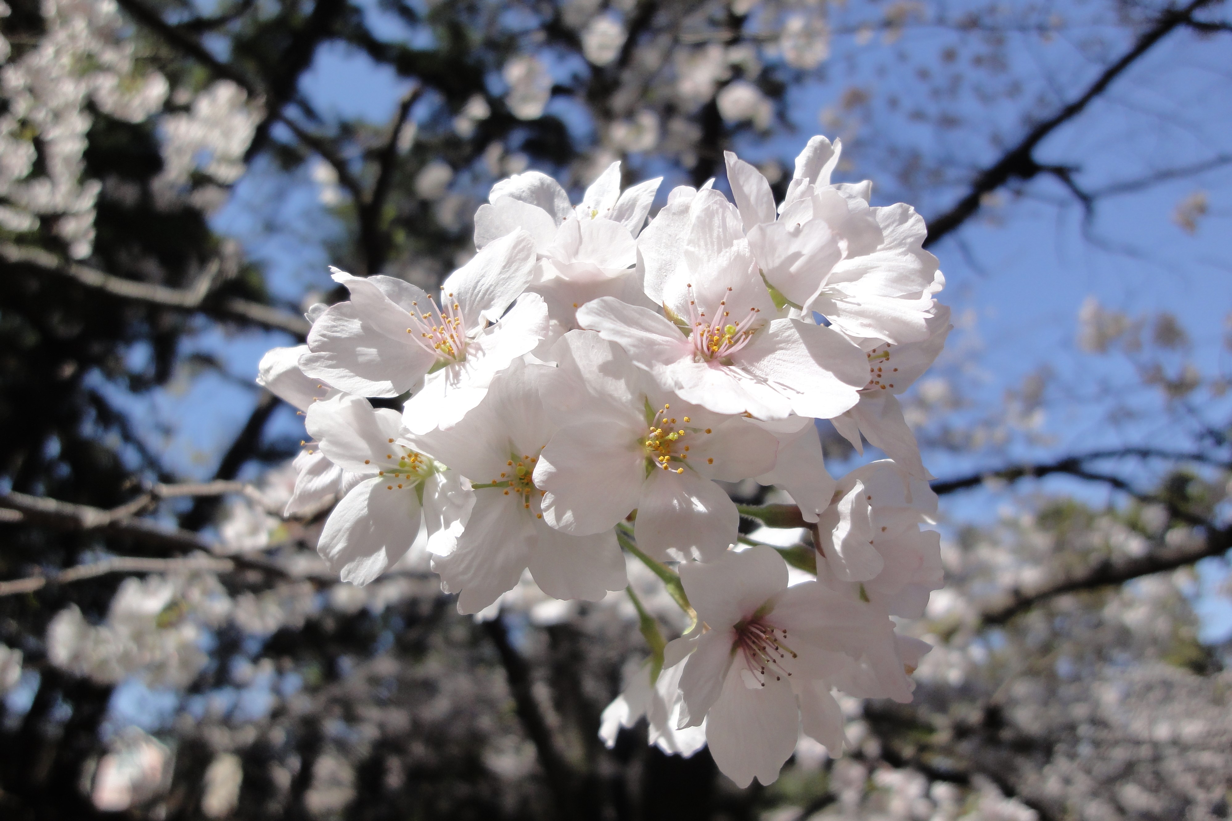 新年度、桜