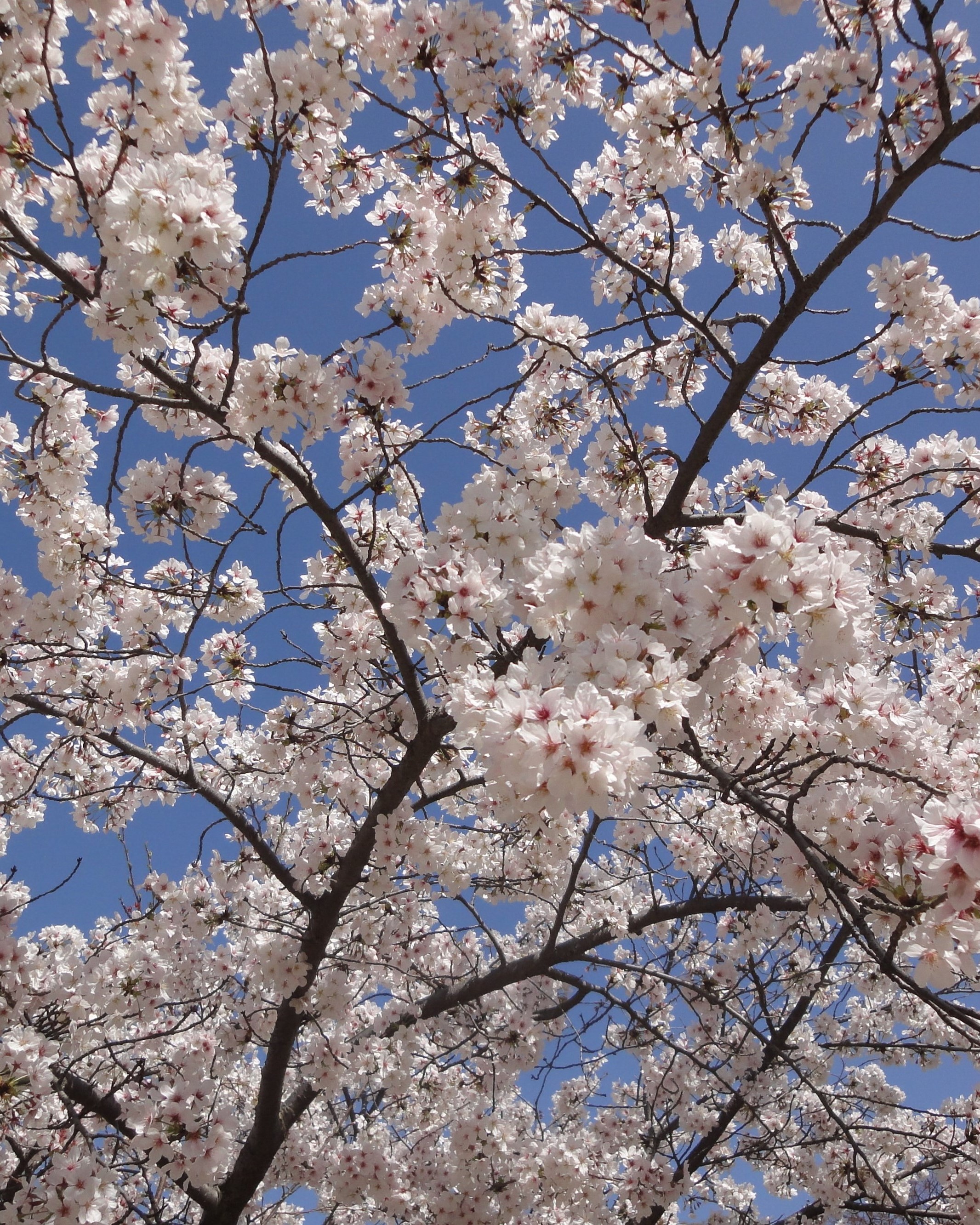 新年度、桜