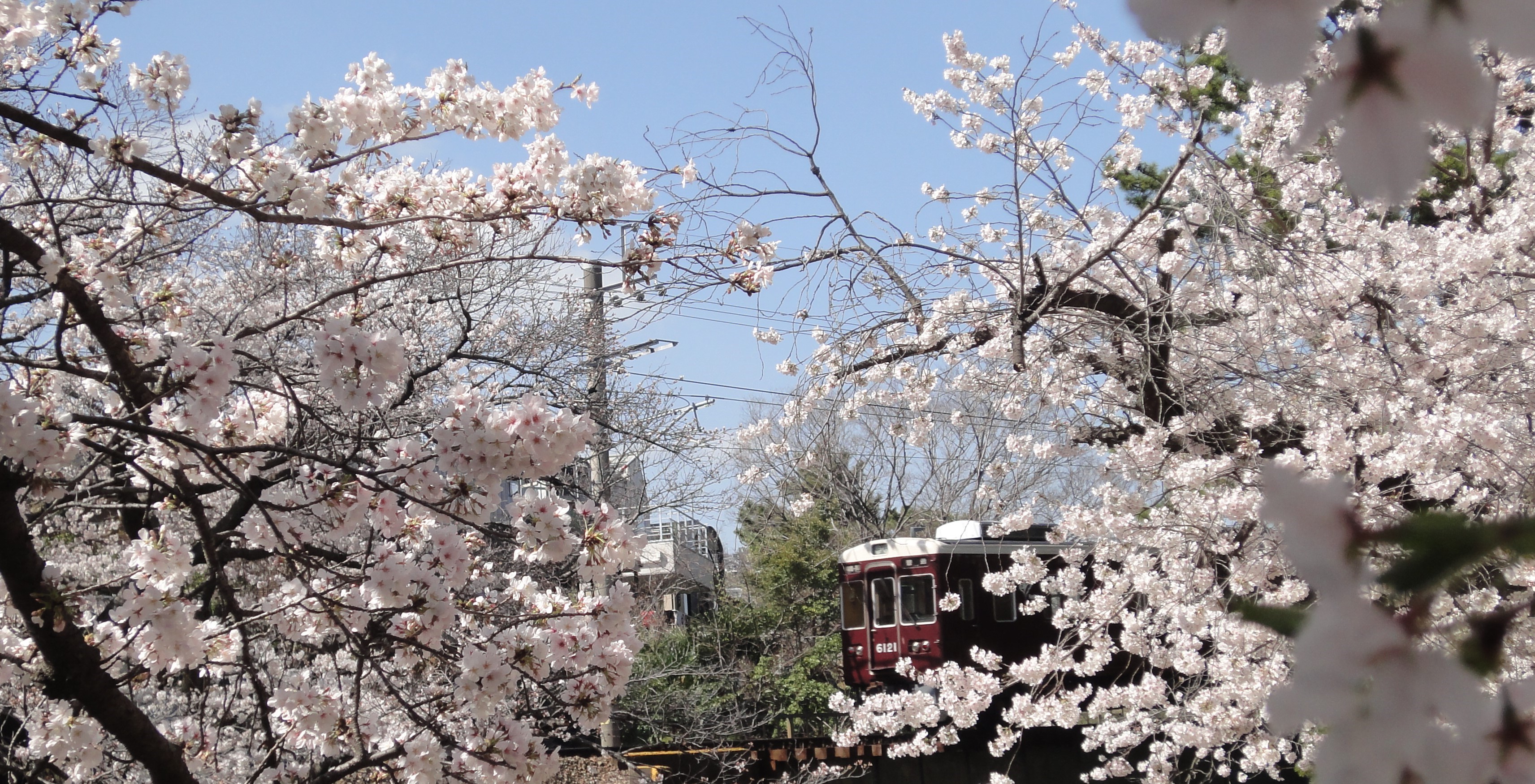 新年度、桜