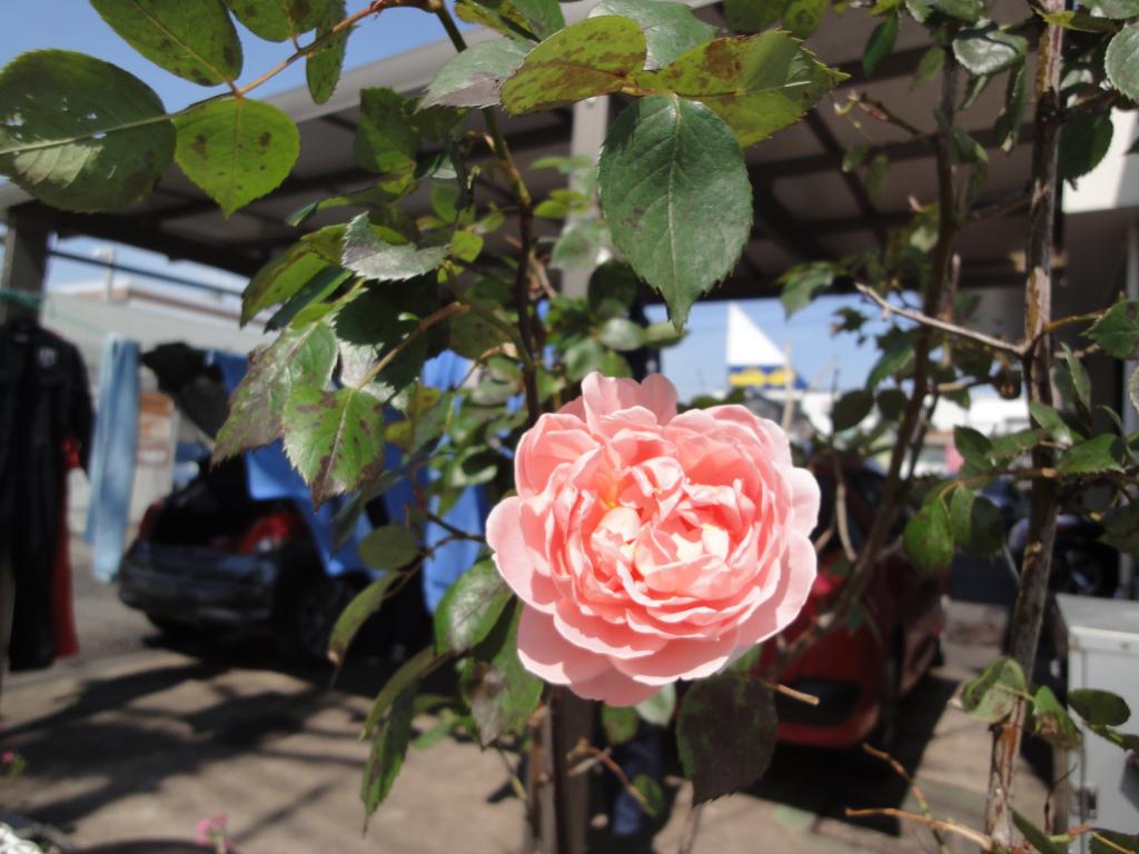 店舗にバラが咲いています