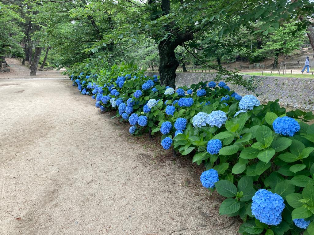 6月の近隣観光スポット