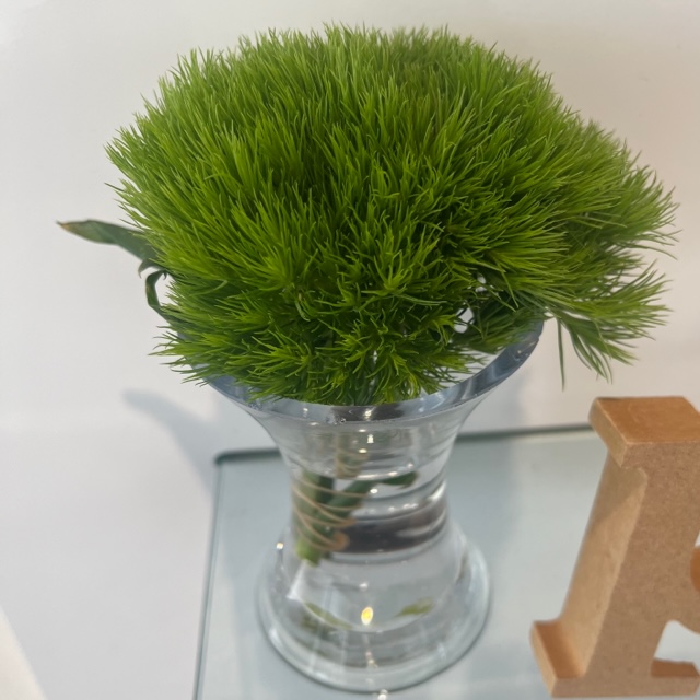 今週のお花の話